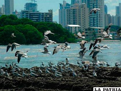 El humedal de la Bahía de Panamá se enfrenta cada día al desordenado crecimiento urbanístico