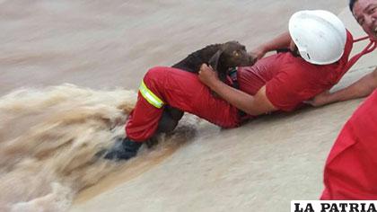 Los bomberos rescataron animales que fueron arrastrados por la fuerza del agua en Santa Cruz de la Sierra