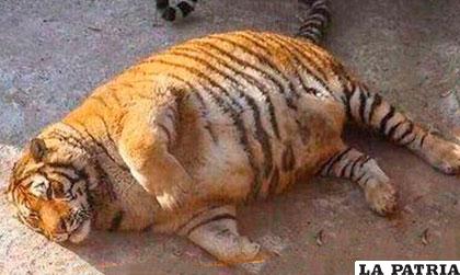 Uno de los tigres obesos 