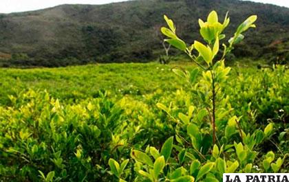 Se pretende legalizar 20 mil hectáreas de coca en Bolivia /elpaisonline.com