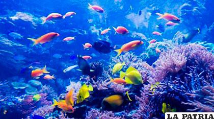 Los científicos analizaron más de 120.000 corales