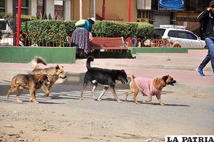 El primer caso de rabia canina este año fue registrado en el municipio de Oruro /Archivo