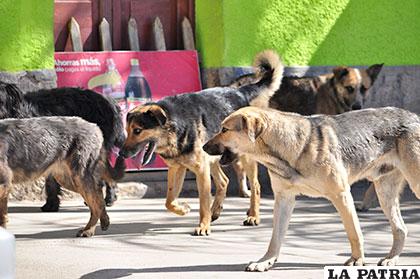 Huanuni, después de Oruro, es el municipio con mayor número de canes callejeros