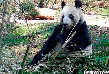 Xin Xin, tiene 27 años y pesa 102 kilos, es una de las dos osas panda gigante que están en el Zoológico de Chapultepec