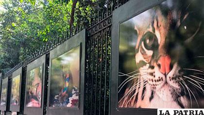Exposición de fotografías sobre extinción de las especies en México
