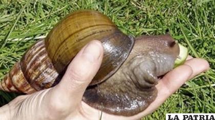 El caracol africano /ellitoral.com.ar