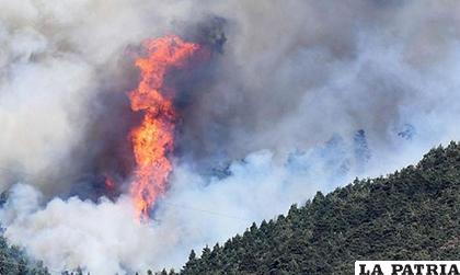 Nicaragua pierde cada año 70.000 hectáreas de cobertura forestal, según los datos oficiales /EL NUEVO DIARIO