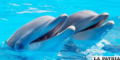 Centro de entretenimiento en la mira por muerte de delfines /EFE