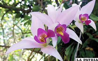 Orquídeas de la reserva el cielo /EFE