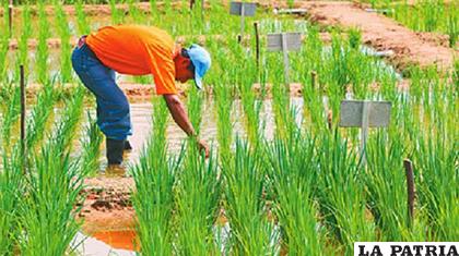 El 70% del área sembrada de arroz en Santa Cruz corresponde a variedades que han sido liberadas por el CIAT/ agronomi