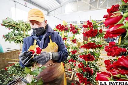 Las flores ecuatorianas son exportadas a Estados Unidos, Europa, Rusia, Latinoamérica y Medio Oriente/ latercera.com