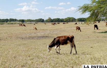 La ganadería es una de las víctimas del cambio climático /DIARIOLIBRE.COM
