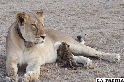 La imagen muestra el sorprendente apego entre la leona y el leopardo /NANDUTI.COM.PY/WP