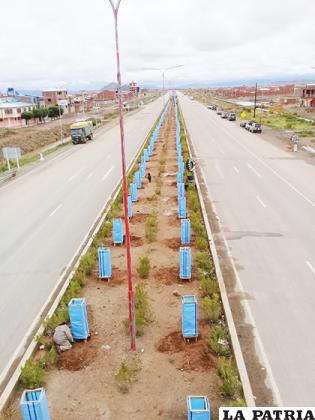Se plantaron 1.000 árboles en la doble vía Oruro-La Paz/UTO 
