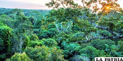 La deforestación preocupa en el mundo /Mancomunidad del Chocó Andino