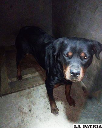 Los canes agresivos fueron trasladados al centro de Zoonosis /GAMO