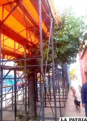 Los usuarios de redes sociales denunciaron la forma en que se cortaron árboles para armar graderías
/ RR.SS.