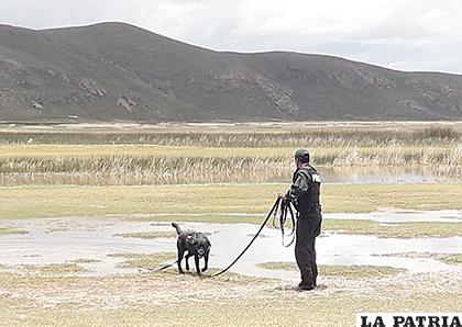 Ambos canes arribaron a Oruro en días recientes /LA PATRIA
