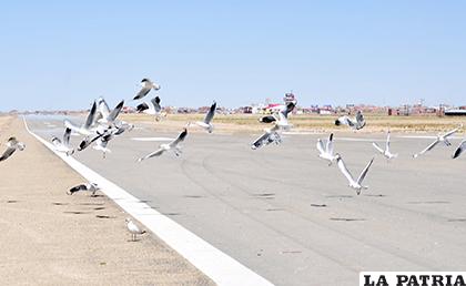 Varias aves se concentran en la pista del aeropuerto /LA PATRIA
