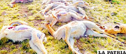 El cuero de vicuña es muy solicitado por eso existe tráfico ilegal de este insumo 
/Imagen referencial