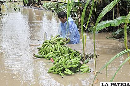 Cultivos afectados por las precipitaciones pluviales 
/INTERNET