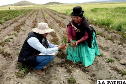 Municipios cuantifican los daños por heladas /LA PATRIA