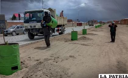 Durante el trabajo de arborización en la zona Sur de Oruro