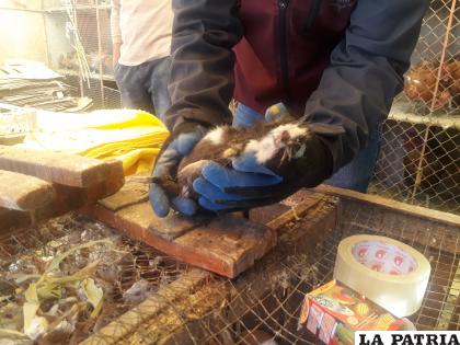 Se quiere evitar el maltrato a los animales /Archivo LA PATRIA