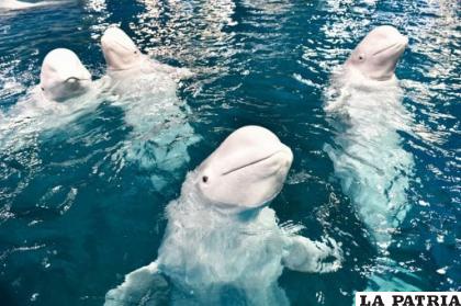 Las madres belugas enseñan a sus hijos a cantar /afp
