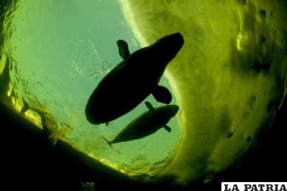 Esta especie de ballena vive en el Ártico canadiense /afp