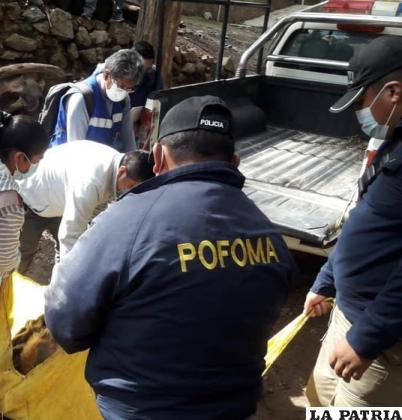 La vicuña fue trasladada a dependencias del zoológico /Pofoma