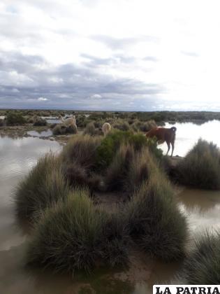 El ganado camélido debe buscar su alimento en medio del agua /ESCARA
