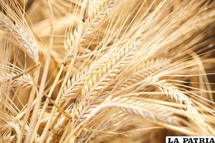 La cebada es un grano muy importante para la dieta humana /Haladactar