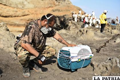 Trabajadores limpian la playa y rescatan aves afectadas por el derrame de petróleo en Perú, el 22 de enero de 2022 /NICOLAS VILLAUME /NATIONAL GEOGRAPHIC