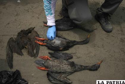 Un trabajador observa a aves muertas cubiertas de petróleo durante acciones de limpieza en la playa de Cavero /AP Foto /Martín Mejía