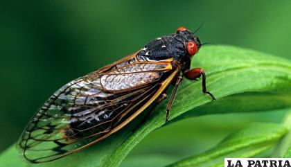 La cigarra es el insecto del sonido estruendoso 
