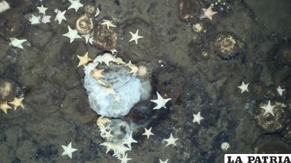 Animales que consiguen alimento en el lugar más inhóspito del planeta  /NATGEO