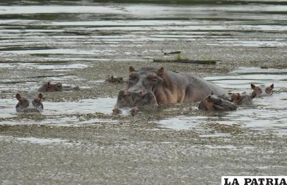 Los hipopótamos flotan en la laguna del Parque Hacienda Nápoles 
/AP Foto /Fernando Vergara