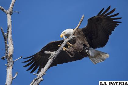 Las águilas están en peligro de extinción /GETTY IMAGES