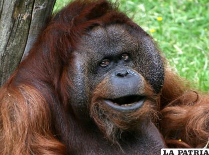 10- Orangután de Borneo
Existen unos 14 mil individuos por lo que está considerado en peligro crítico de extinción