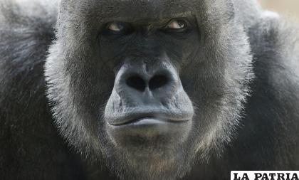 1- Gorila de montaña
Sólo quedan dos poblaciones en libertad en África oriental.
