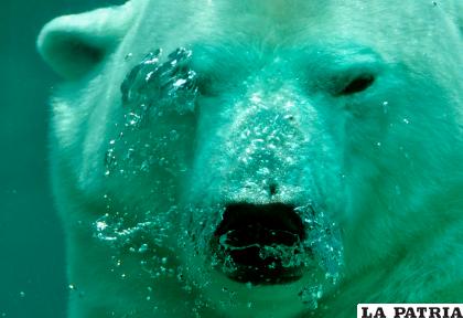 2- Oso polar
Habita el hemisferio norte, es el único gran predador del Ártico (Pxhere)
