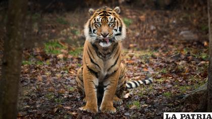 4- Tigre de Sumatra
El tigre de Sumatra está bajo una gran presión debido a la caza furtiva y la reducción del hábitat de la jungla.
