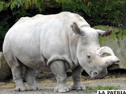 5- Rinoceronte blanco
Se estima que quedan 18.000 ejemplares en la zona donde habita, el continente africano
