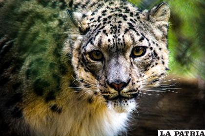 6- Leopardo de las nieves
Habita en Asia Central, en 12 países particularmente, como son: China, Bután, Nepal, India, Pakistán, Afganistán, Rusia y Mongolia