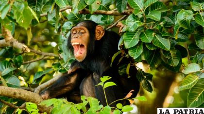8- Chimpancé común
Su población está disminuyendo por la desaparición de los bosques a causa de la minería, la ganadería, la tala y otras formas de explotación de los recursos naturales en el África