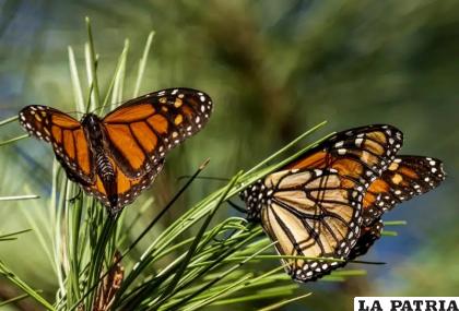 Mariposas se posan en las ramas en el Monarch Grove Sanctuary de Pacific Grove, California /AP Foto /Nic Coury, Archivo