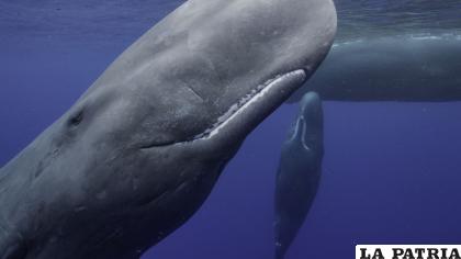 Las ballenas son algunos de los animales más grandes del planeta  /ng