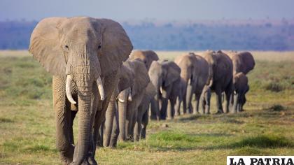 Estos mamíferos son claves para los bosques africanos /rrss