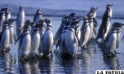 20- Pingüino de Magallanes
El pingüino de Magallanes está en peligro por el cambio climático, las interacciones con las pesquerías, la contaminación por hidrocarburos, el turismo no controlado y la expansión de sus predadores